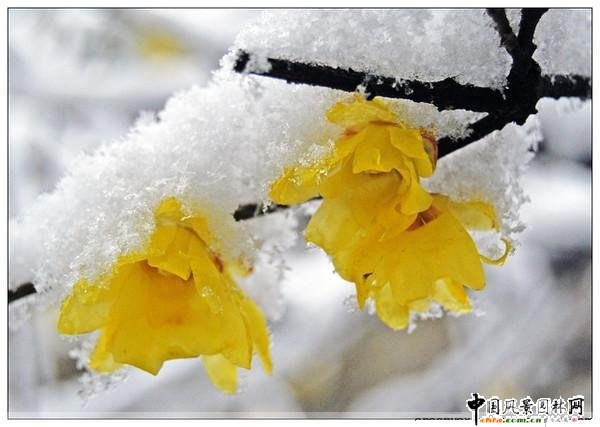 ̤ѩ��÷ ÷���L(f��ng)���DƬ�����p��(�M�D)