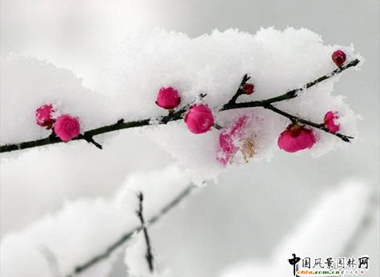 ̤ѩ��÷ ÷���L���DƬ�����p��(�M�D)