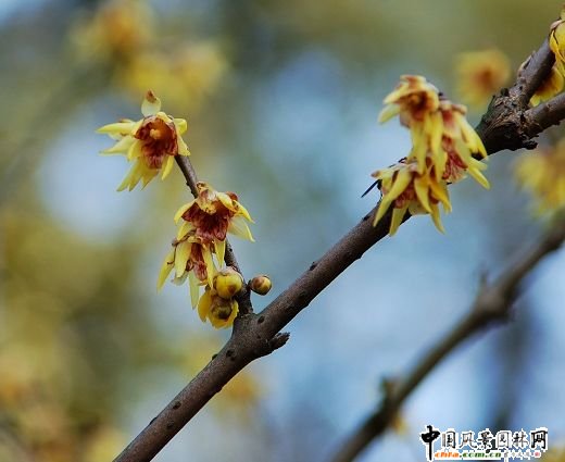 ̤ѩ��÷ ÷���L���DƬ�����p��(�M�D)