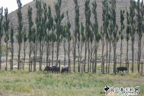 �½���ɽҰ������@