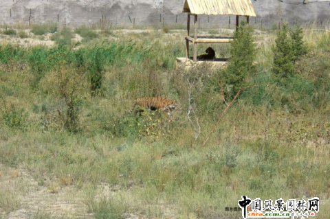 �½���ɽҰ������@