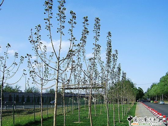 首都機場紅葉楊