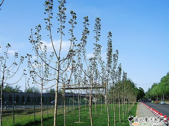 首都機場紅葉楊