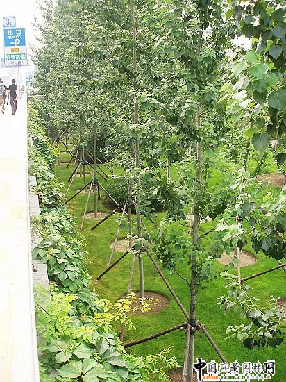 首都機場三元橋