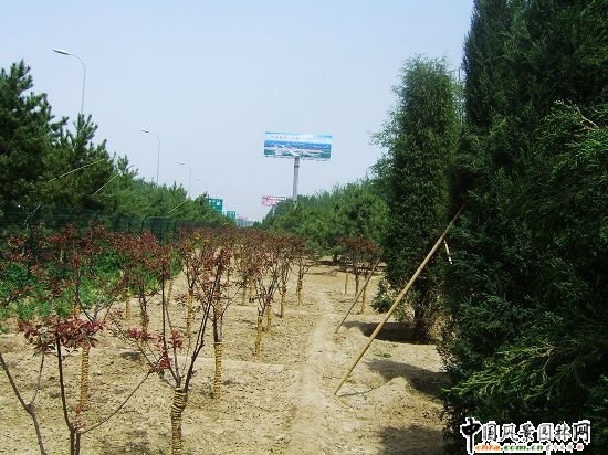 首都機場小葡萄地