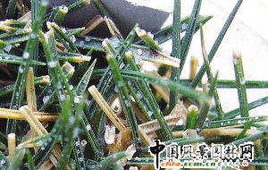 �Ͼ��@ˇ����7��l�F�ɷN�����}��С��(�D)