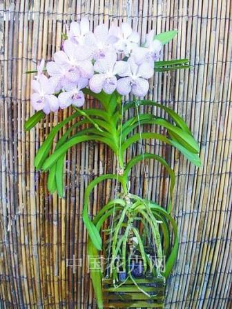 �o���m����׌���������