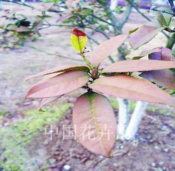 �܃��Ĺ��~Ƭ