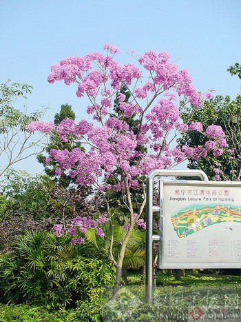 �����_�����L�~���W���Ɇ� �G��̎�T�����_�i��