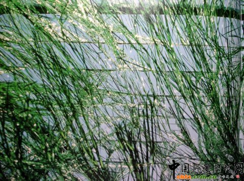 Masha Schwartz�O(sh��)Ӌ(j��)��(w��)��