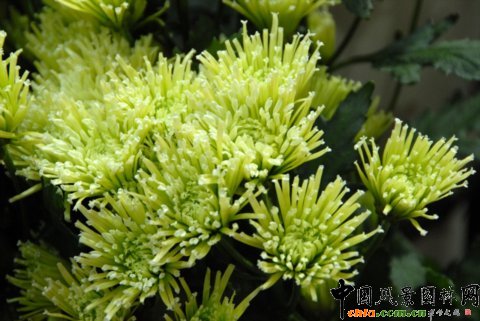 Deliflor��˾����Ʒ�N