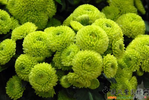 Deliflor��˾����Ʒ�N