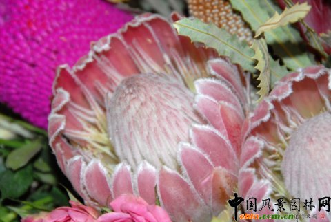 �Ĵ������ı�������