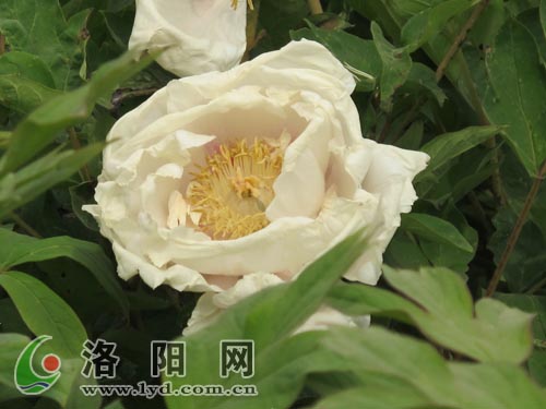 ���(y��ng)�����ИOƷ�������S��ĵ��ʢ�_(k��i)(�D)