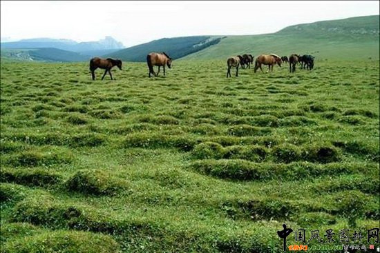 �R����ԭ Malun Alpine Meadow