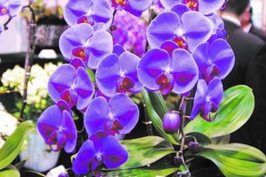 �����m��Ʒ�N��څ�S��(�D)