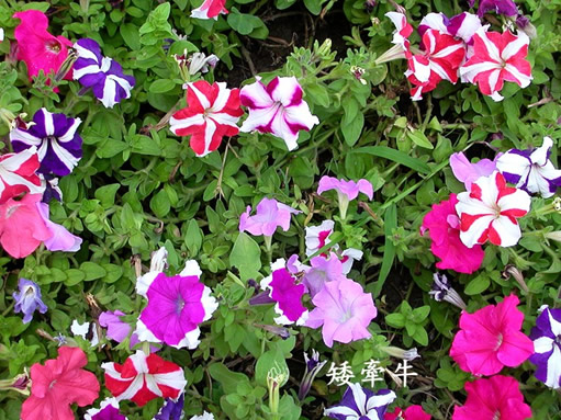 ����ţ���༼�g