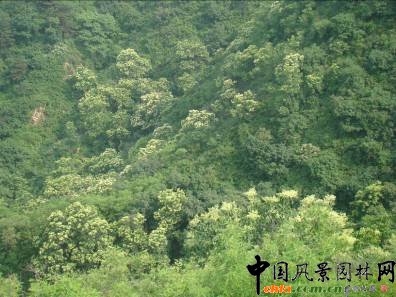 ���f�걩�R�����M��ʢ����