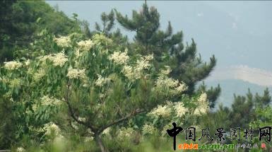 ���f�걩�R�����M��ʢ����