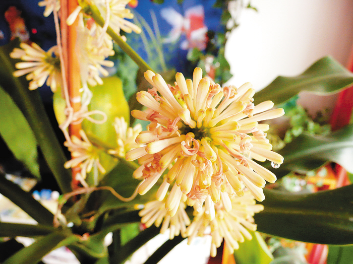 ���֣����F�䡱�_��24�仨 �@�ڱ���ʮ�ֺ�Ҋ