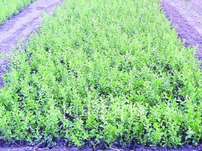 ��ֲ�����]--�t�}������