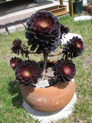 ���A�˴������������� �ղؽ�700���N��5000����