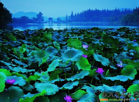 ����ʮ�����D���p