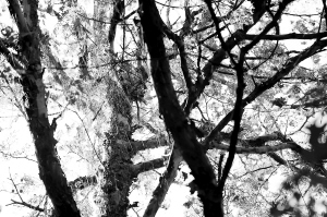 ���ϣ��󺵺��е��䡰�w���������x��