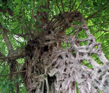 �ϳ䣺���L���^ �S��䡰�����������D�����D��