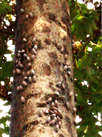 ����������ϳ����� ���Ĳ���Ҋ