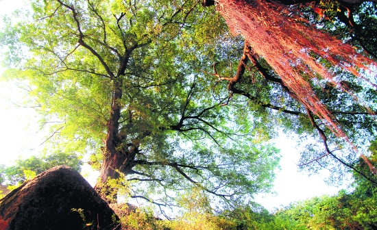 Ȫ�ۣ����š����ֵܡ� �����˘���