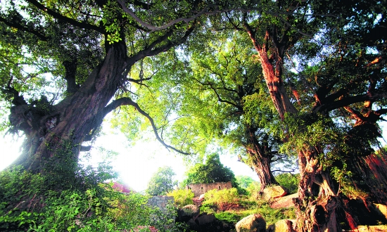 Ȫ�ۣ����š����ֵܡ� �����˘���