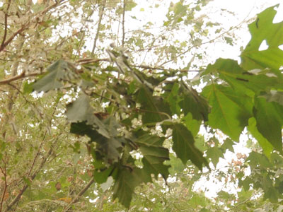 �@�ֲ��T����ȫ����(�M�D)