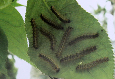 �@�ֲ��T����ȫ����(�M�D)