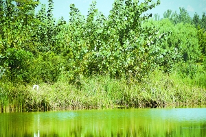 �֏��f��Ȫˮ��ذٷNˮ�B���ϰ���