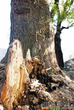 �������lΣ�ĹŘ���ľ�l���B�o��