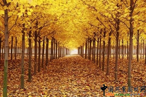 �׌ò�ɫֲ�ﾰ�^Փ���߽��Kʡ�׌á����ʡ��_��������ɫֲ�ﾰ�^ˇ�g�OӋ��ِ�C����Y�ɹ��e��