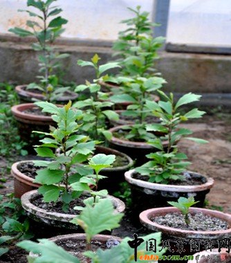 �D������ľ