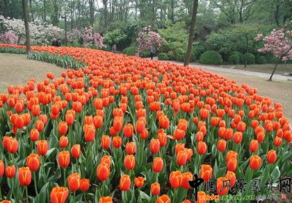     ֲ�ﾰ�^�S���r�g�a��׃���������γ��S���ĄӑB���^׃����ֲ��׃���п��������a����ҹ׃��������׃