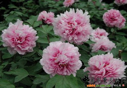     ֲ�ﾰ�^�S���r�g�a��׃���������γ��S���ĄӑB���^׃����ֲ��׃���п��������a����ҹ׃��������׃