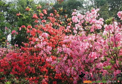     ֲ�ﾰ�^�S���r�g�a��׃���������γ��S���ĄӑB���^׃����ֲ��׃���п��������a����ҹ׃��������׃