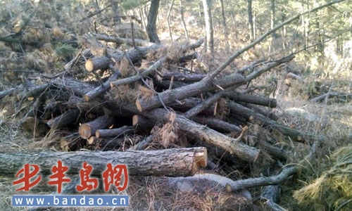 ��ɽ�ϱ������Ę�ľ