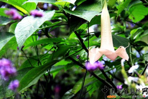 �����_�鲼��������