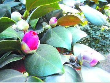 精彩圖集_游記攻略_風(fēng)景旅游