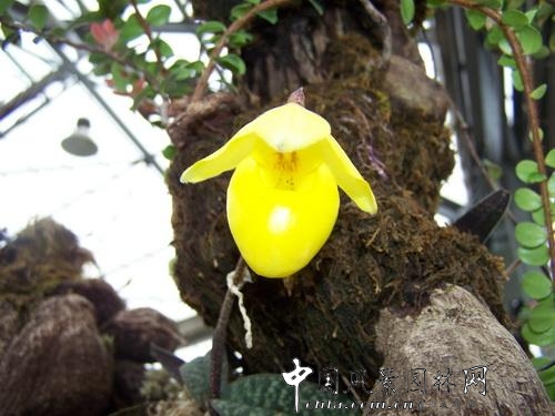 植物“熊貓”兜蘭