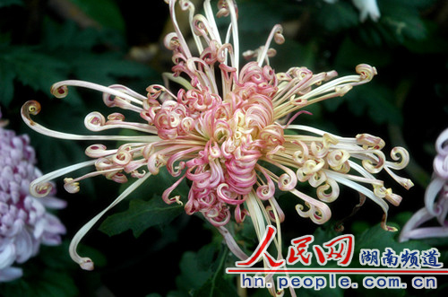 形態優美的碧玉鉤盤