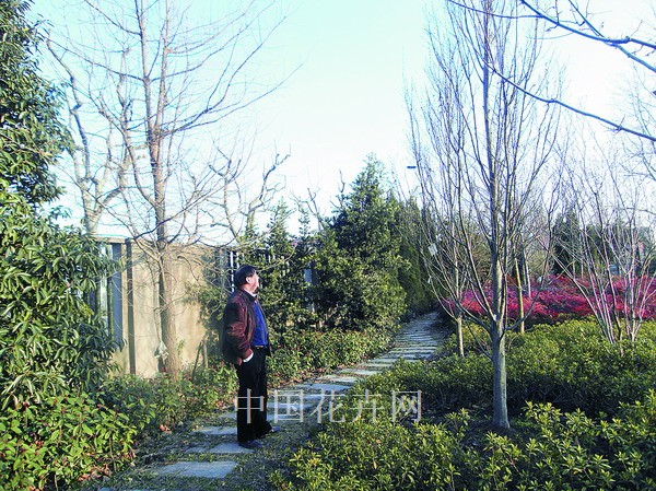 上海 引種 鵝耳櫪