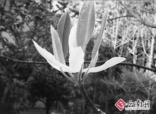 風景園林 落葉木蓮 引種