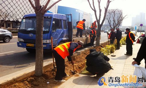 風景園林 青島 東海路 種苗木 遮海