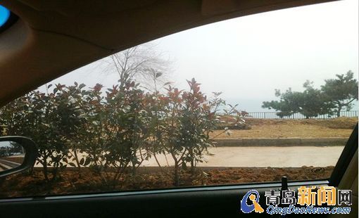 風景園林 青島 東海路 種苗木 遮海